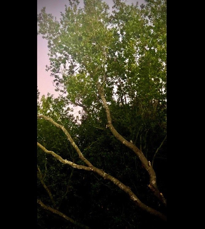 IMG_9450.jpeg