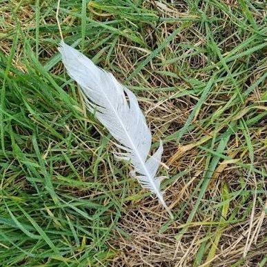 🌿

"The path always has something to teach us."

This week's walk didn't bring any great revelations.

Just a feather lying quietly on the path.

I almost walked past it.

Then something made me stop.

It made me wonder how many beautiful 