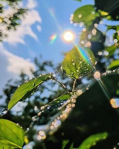 🌿

The Reiki Principles

"Just for today... I will be grateful."

Of all the Reiki Principles, this one often feels the simplest. (Not that it is in reality)

And perhaps the most quietly powerful.

Just for today, be grateful.

Not becaus