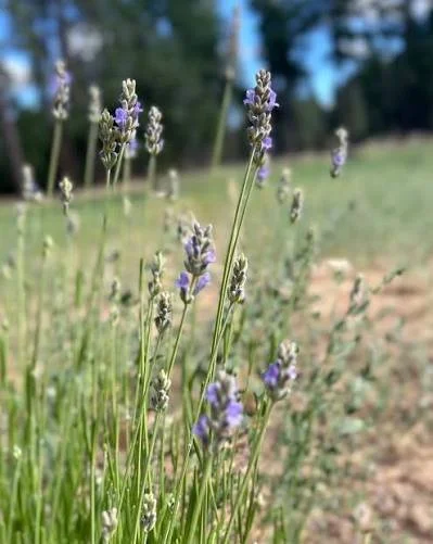🌿 The Garden

"Growth is often invisible...until one day it isn't."

I was looking at a plant in the garden this morning and found myself smiling.

A few weeks ago, it looked as though nothing was happening.

No flowers.

Very little growt