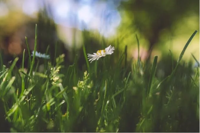 🌱 | Trusting in Yourself

You.

Your body.

Your boundaries.

Your instincts.

Your ability to say:

Yes.

No.

Not today.

I need help.

I need rest.

I need to try something different.

Self-trust isn't about always getting it right.

It's about k