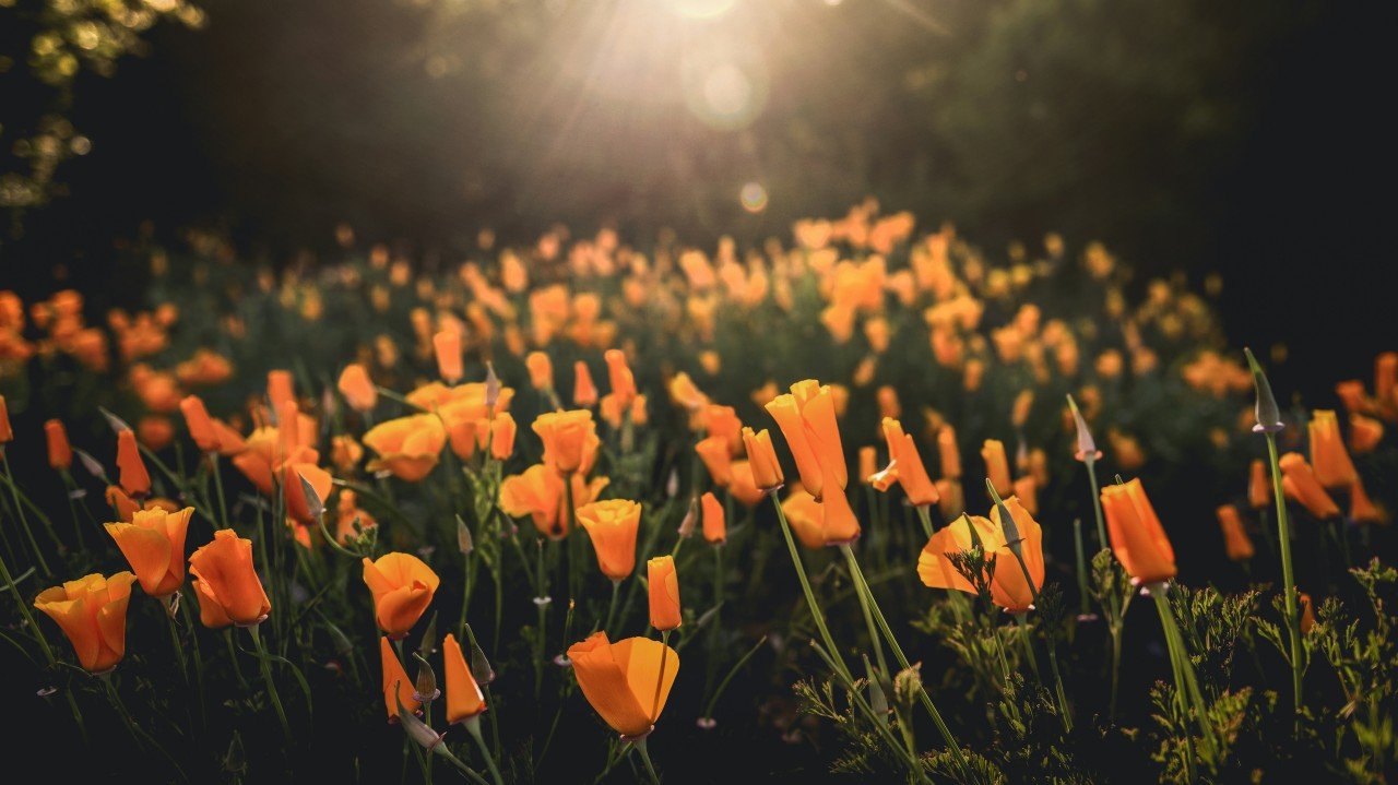 Ask Stacy June – The Sun Will Come Out Tomorrow