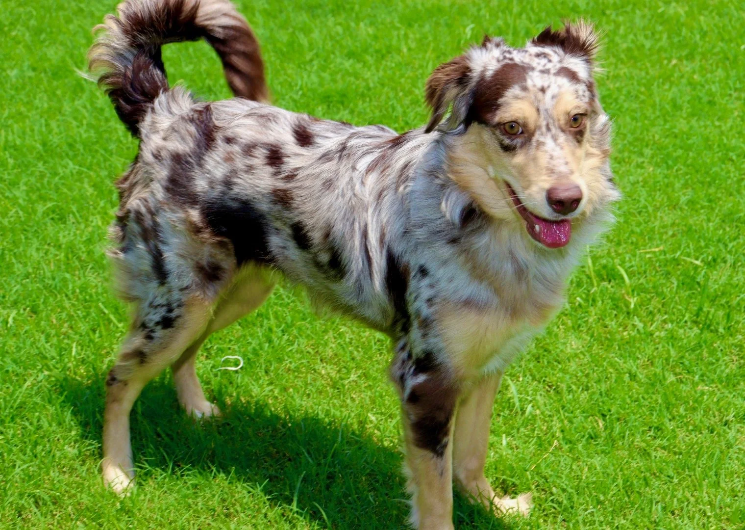 Raised Right Pups Oklahoma