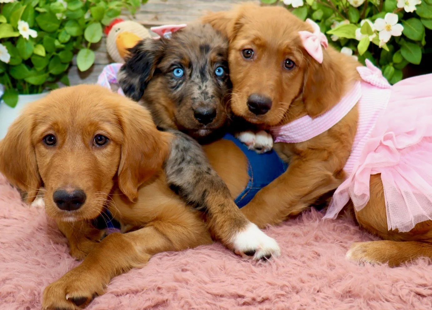 Raised Right Pups Oklahoma