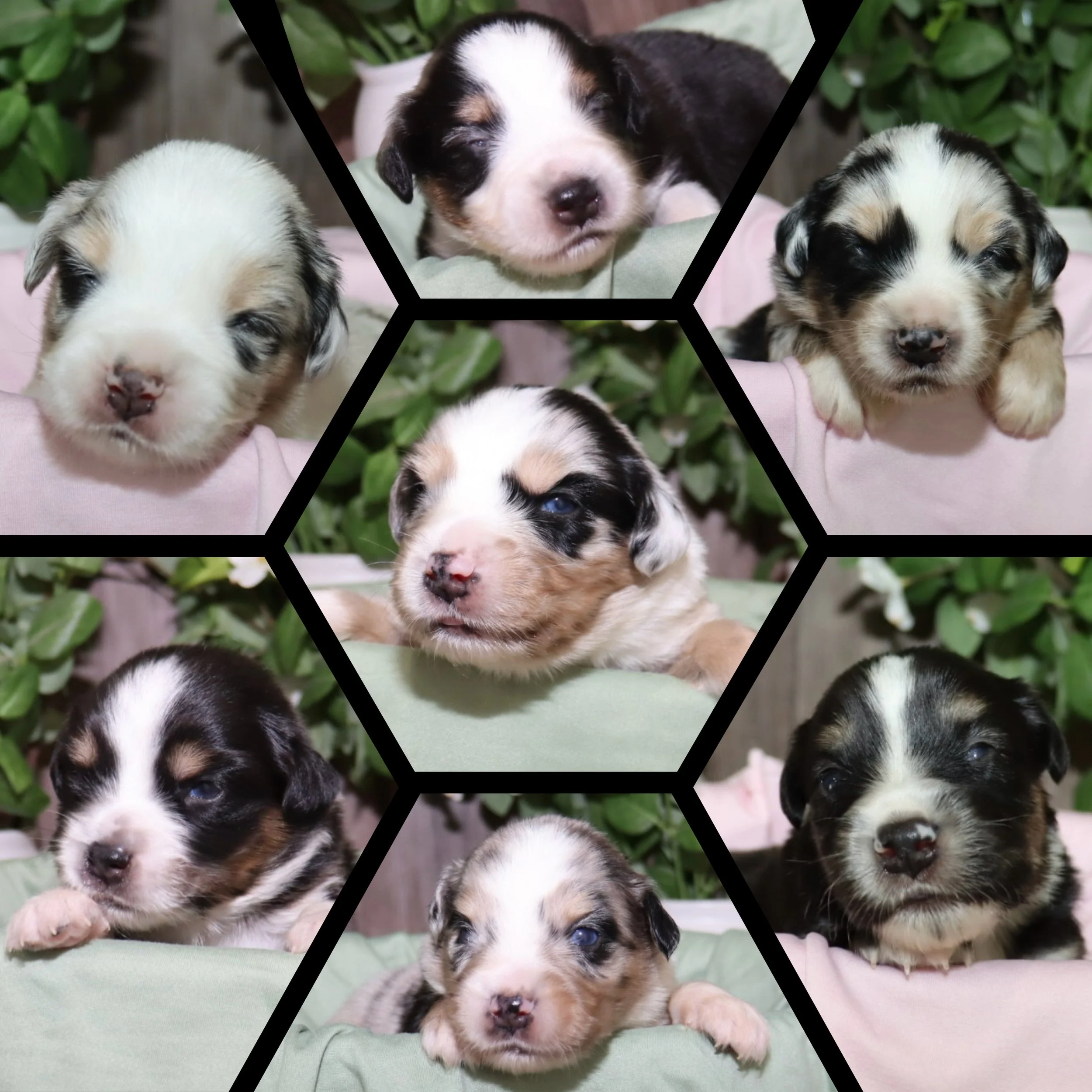 Mini Aussie Breeder Oklahoma