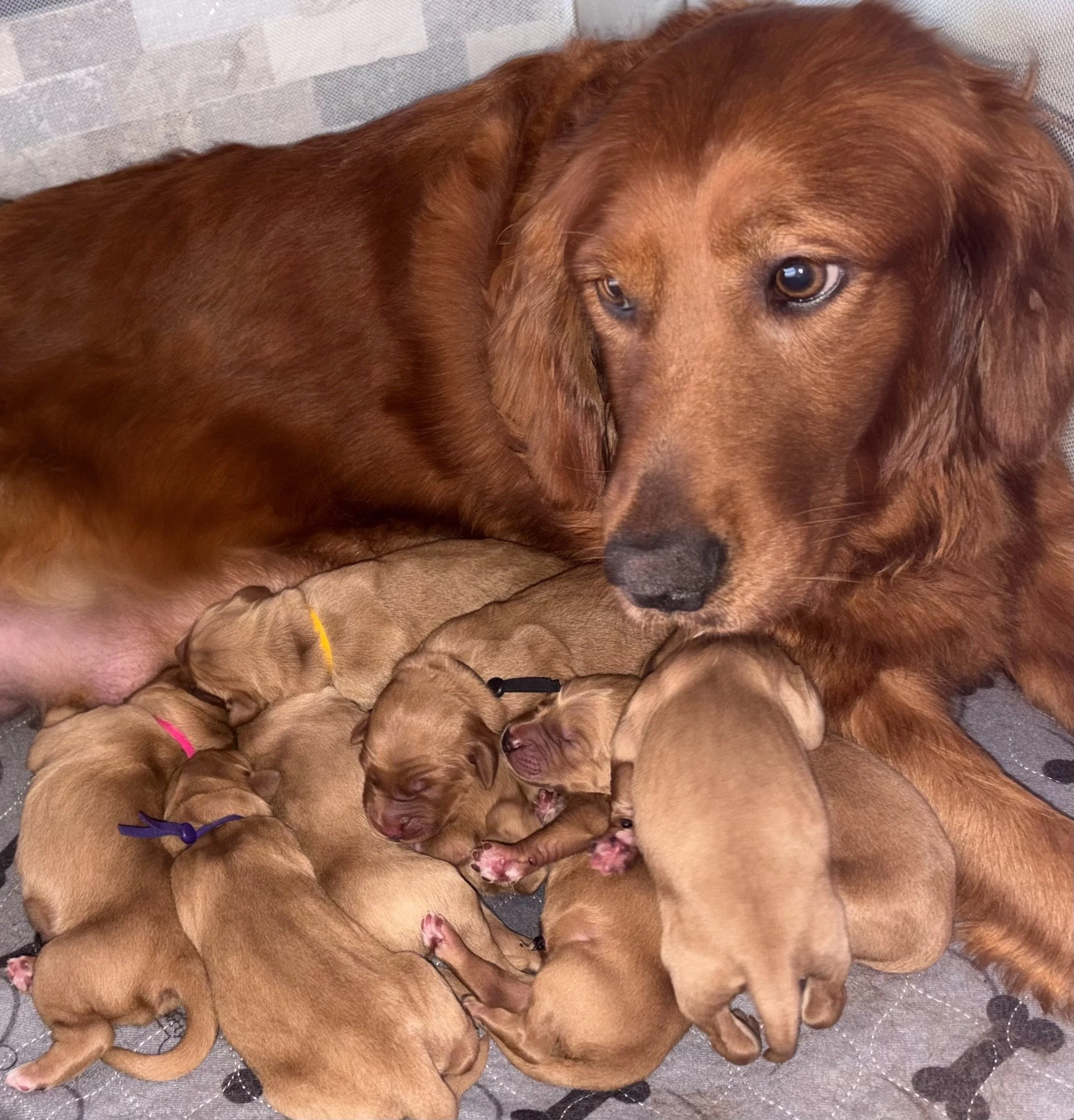 Darla and Litter
