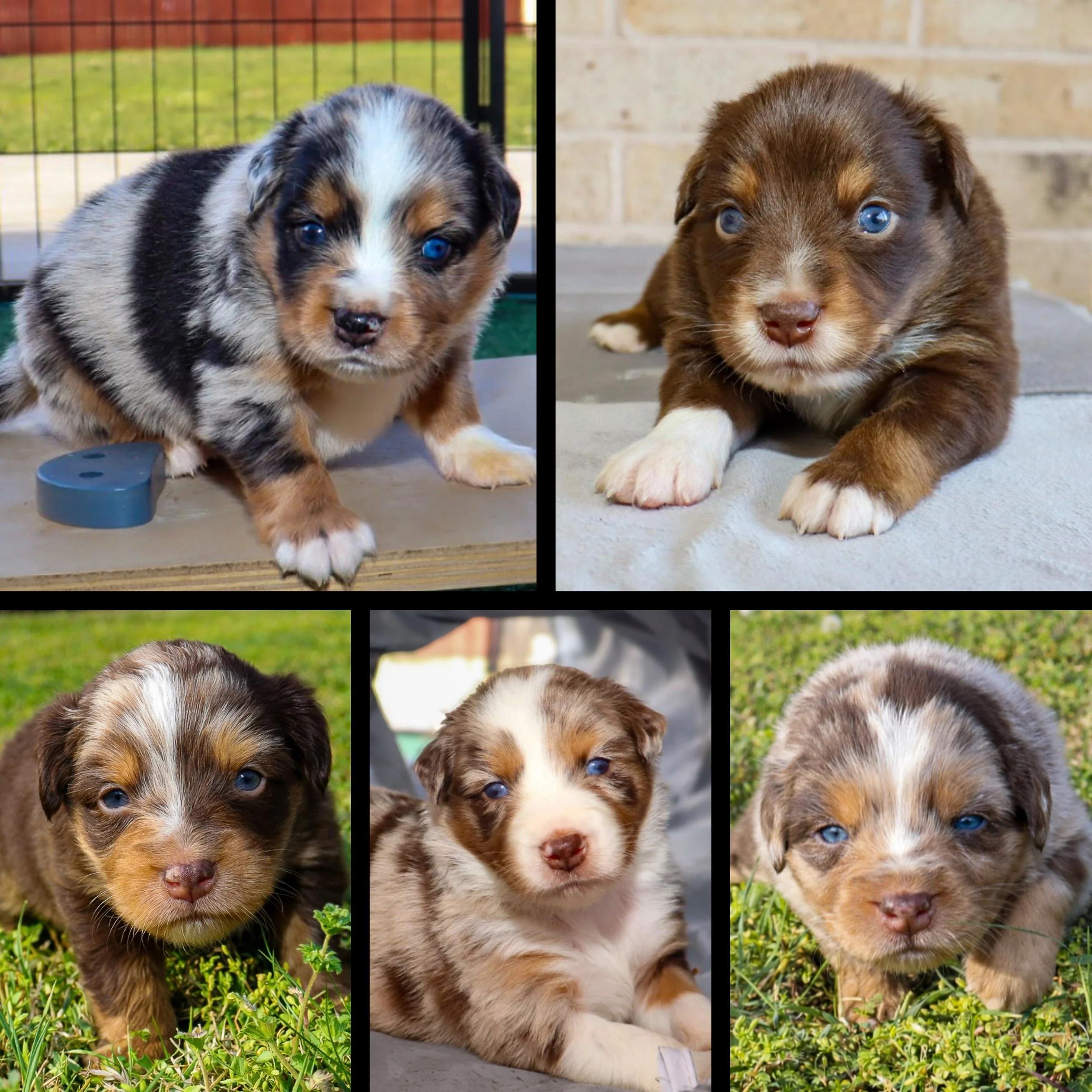 Mini Aussie Breeder Oklahoma
