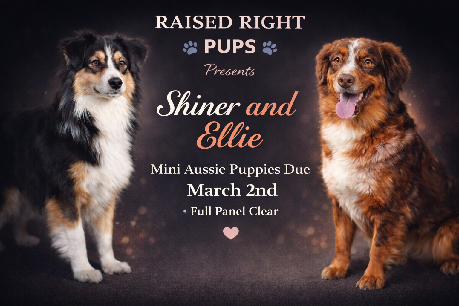 Oklahoma Mini Aussie Breeders