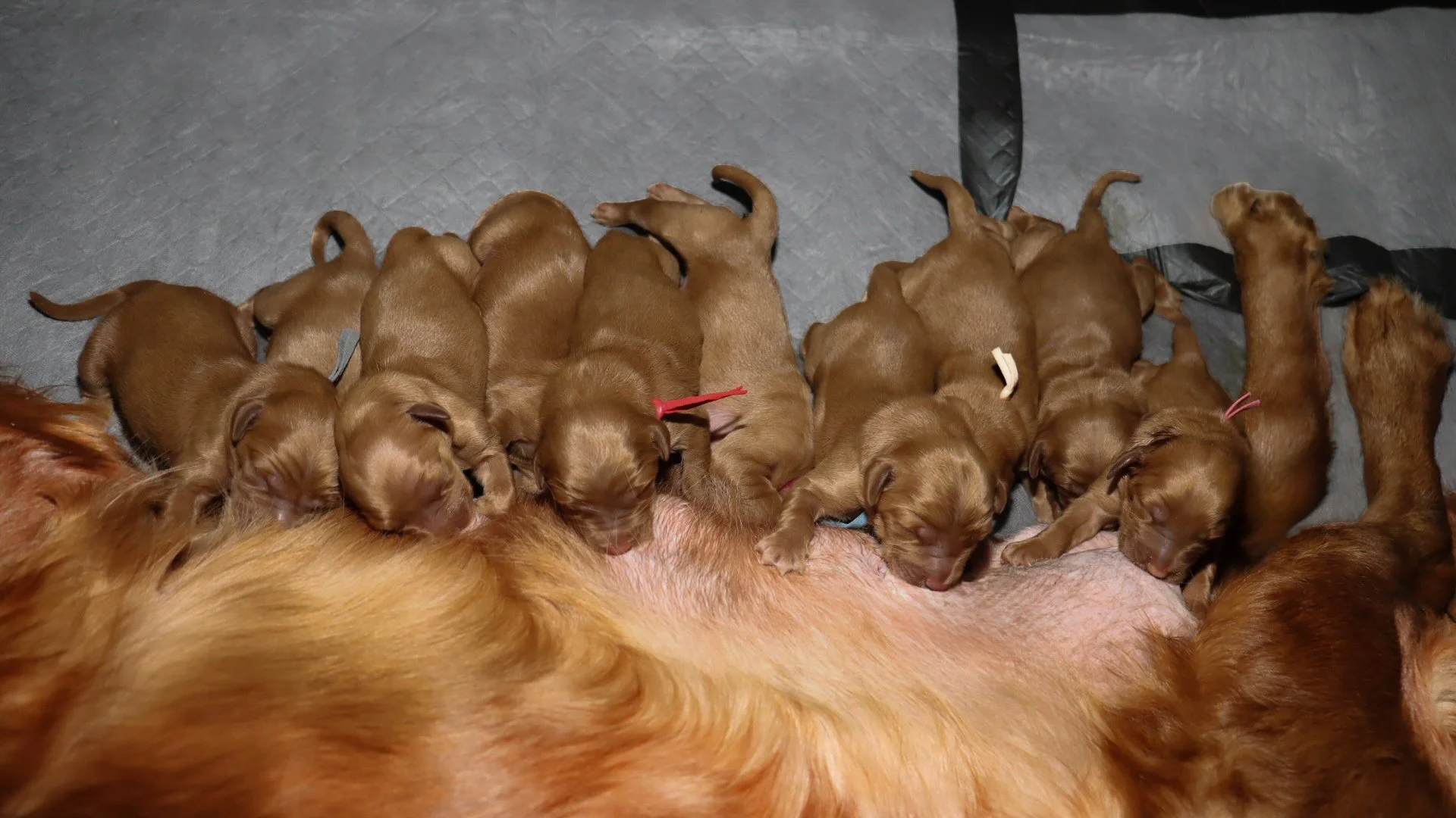 Golden Retriever Breeder