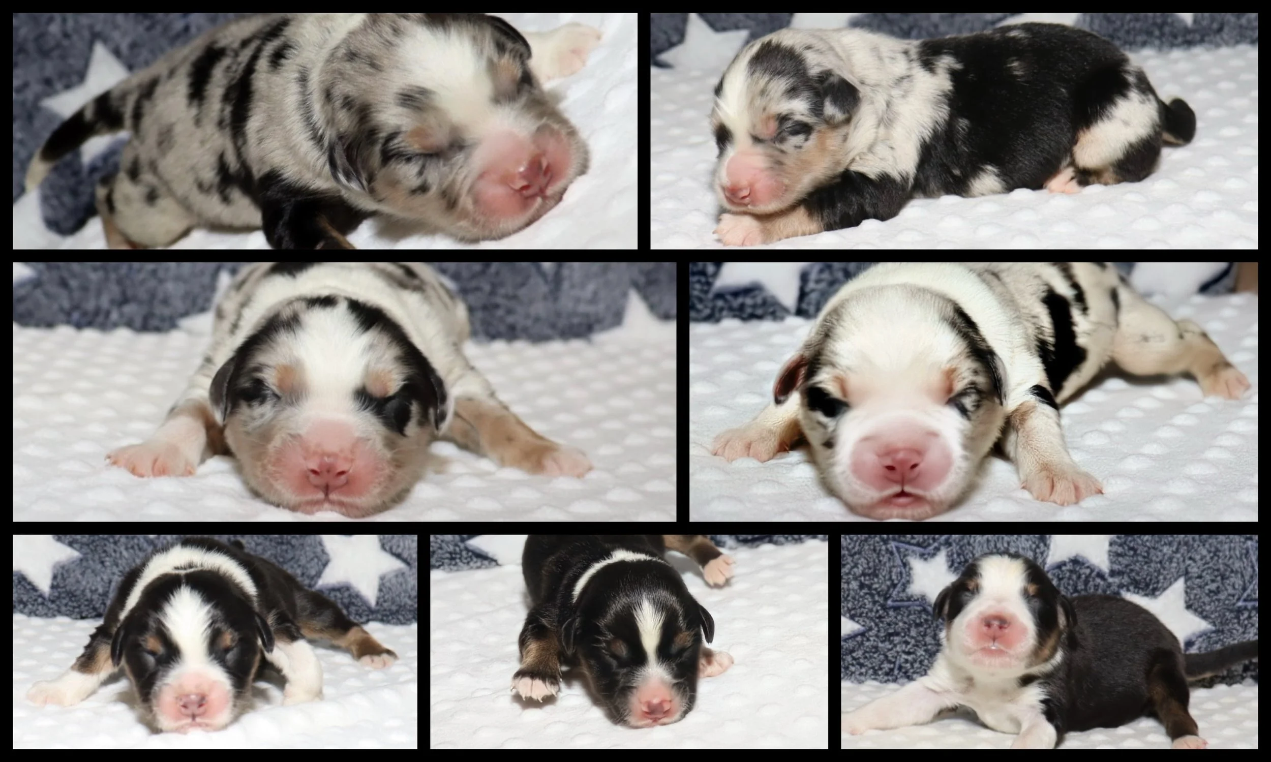 Raises Right Pups Oklahoma