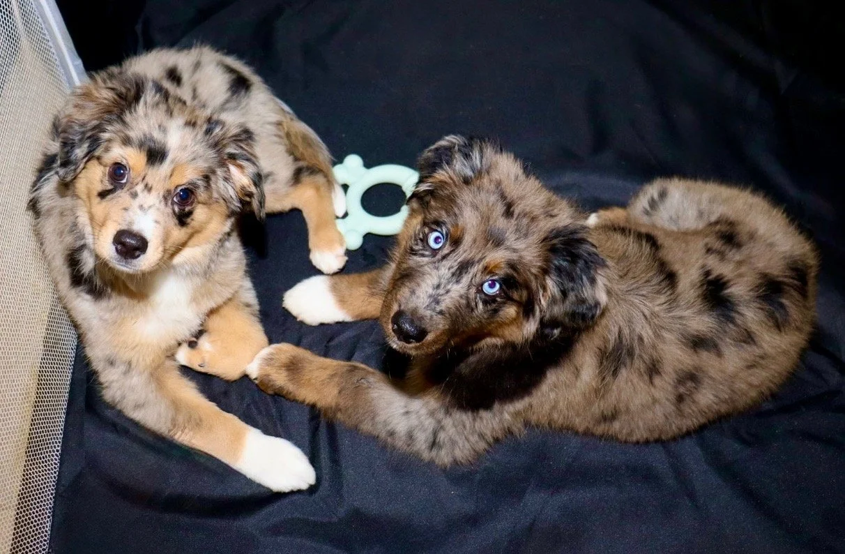 Raised Right Pups