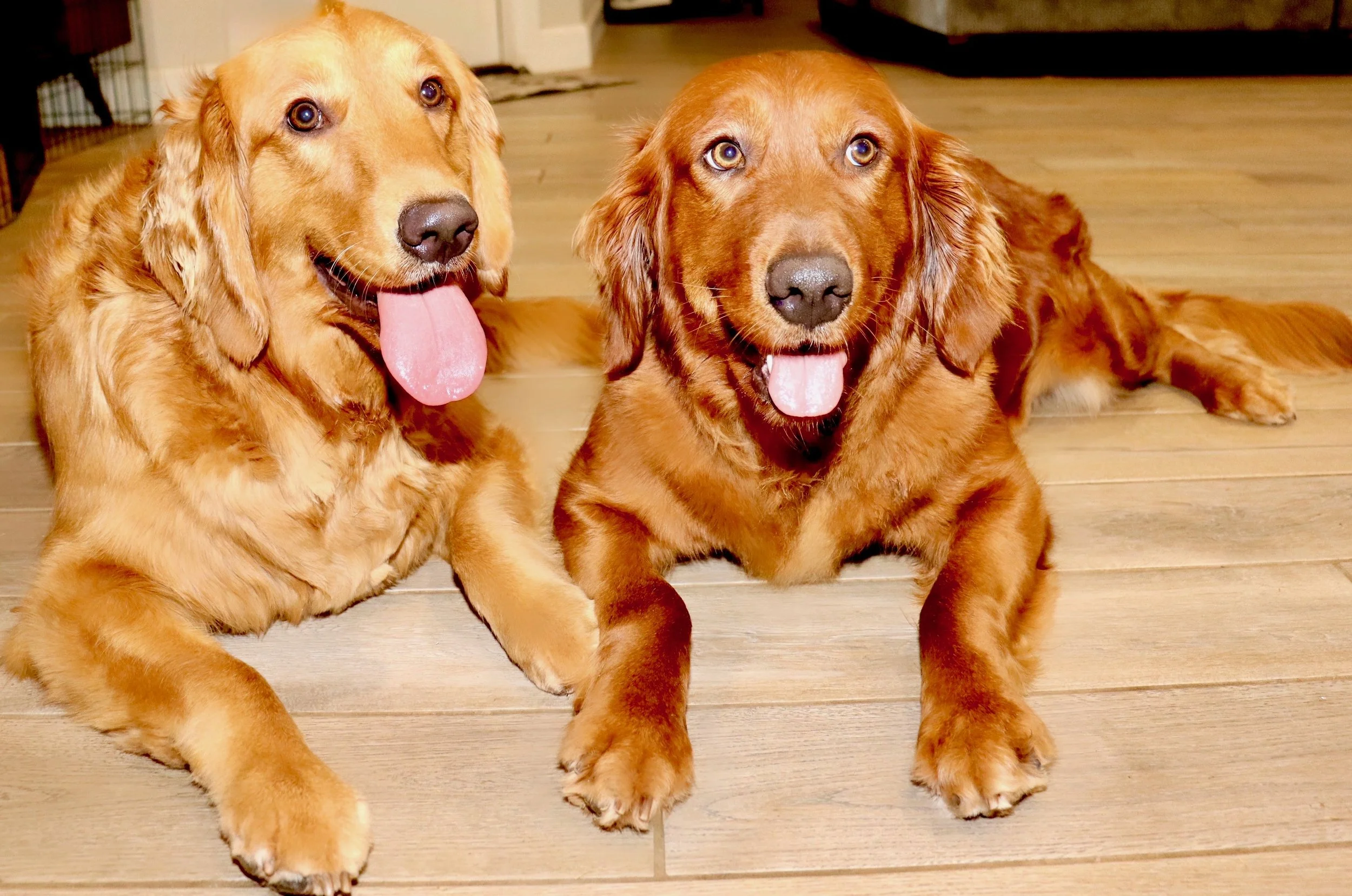 Raised Right Pups Golden Retriever