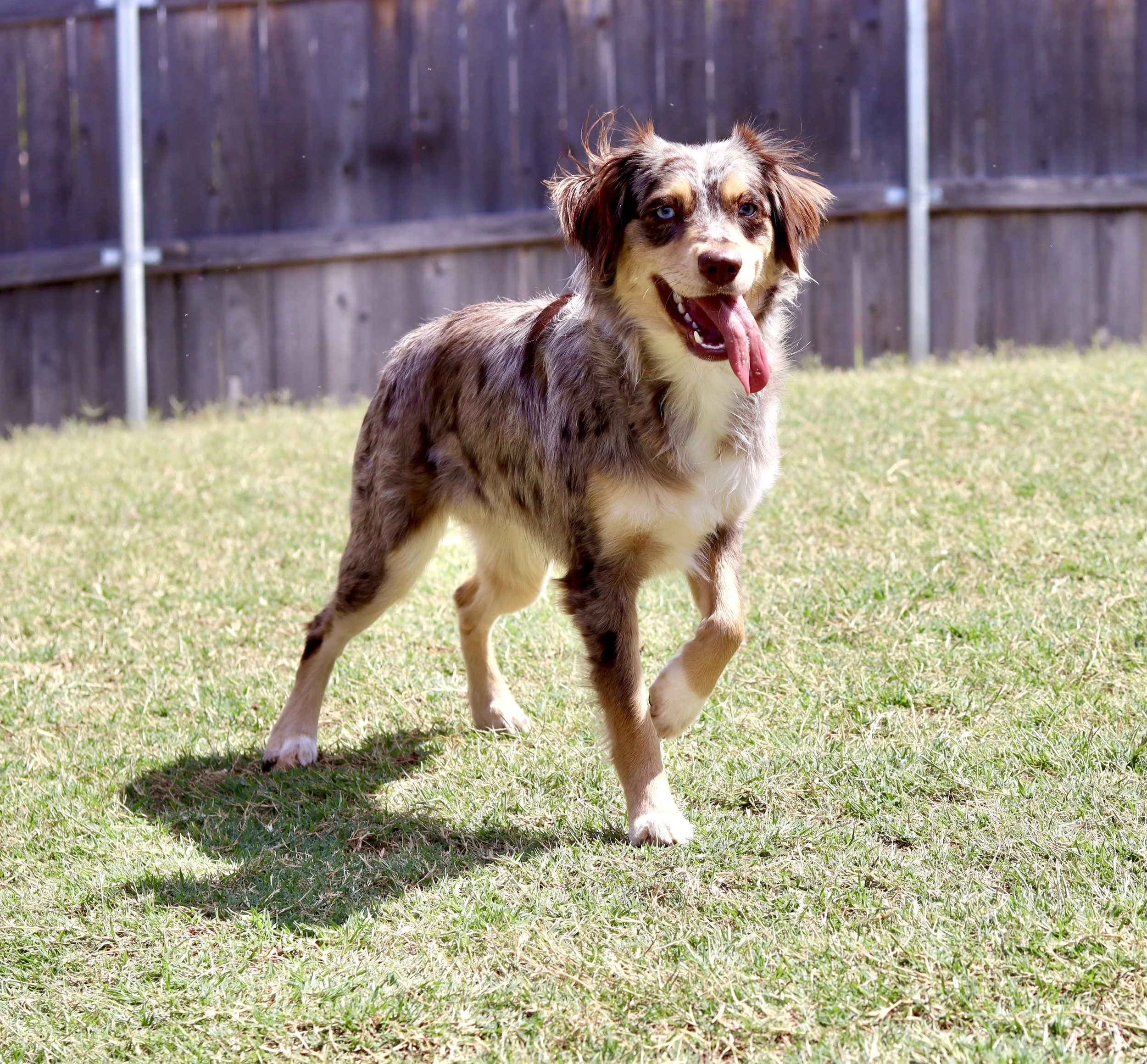 Raised Right Pups Oklahoma