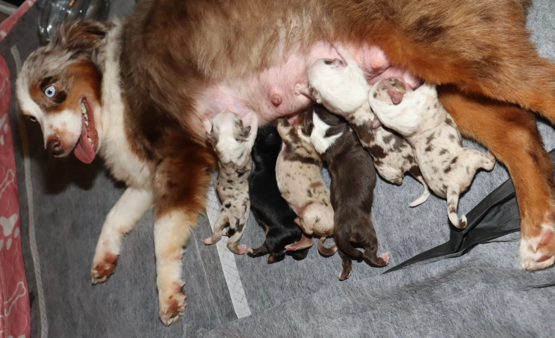 Mini Aussie Breeder in Oklahoma