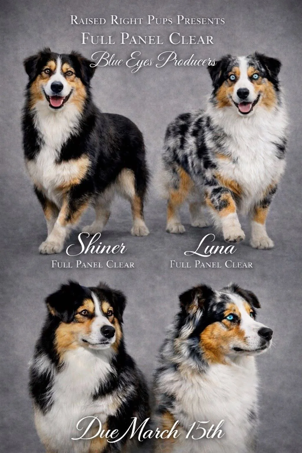 Mini Aussie Shepherd Oklahoma