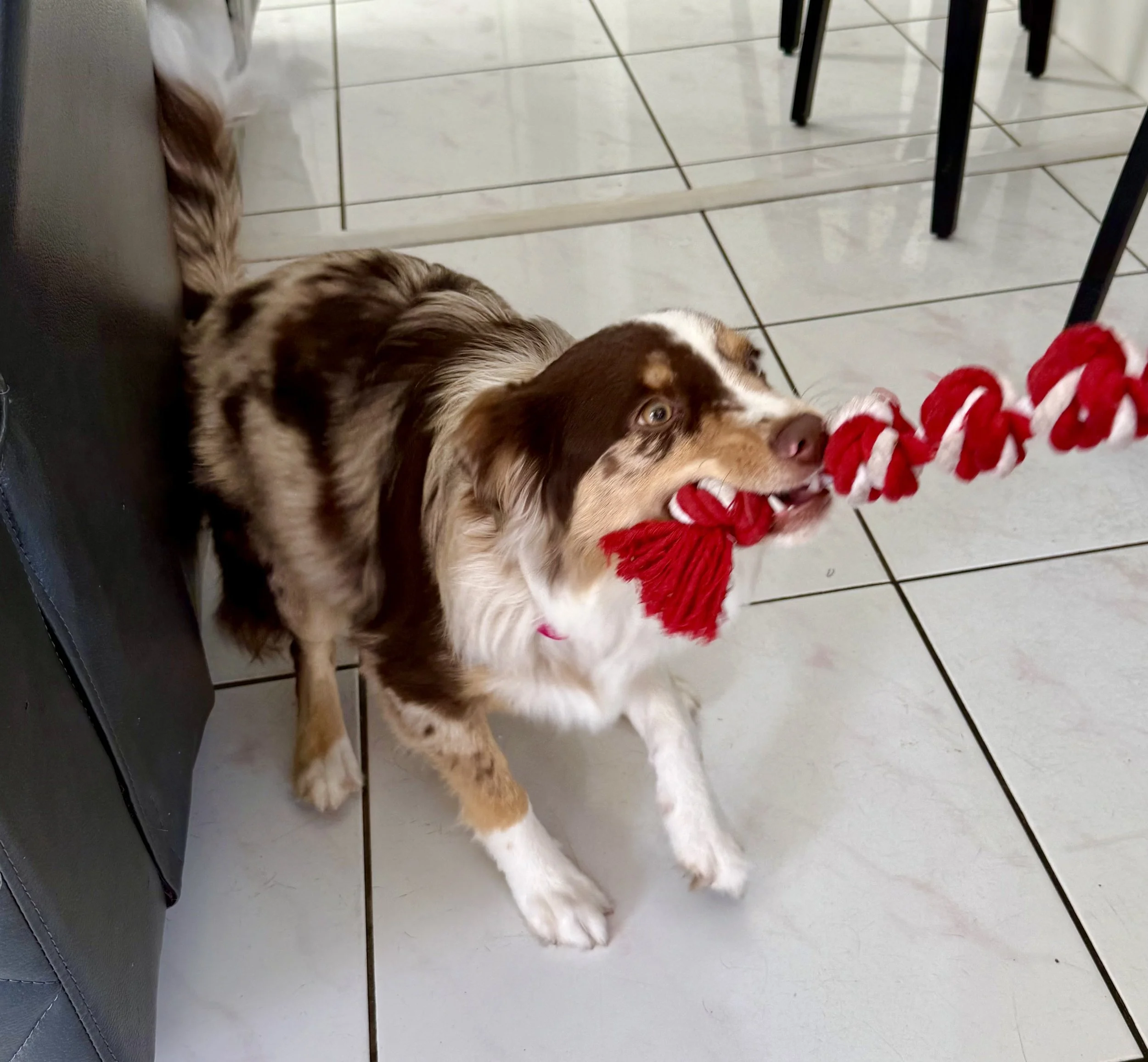 Raised Right Pups Oklahoma