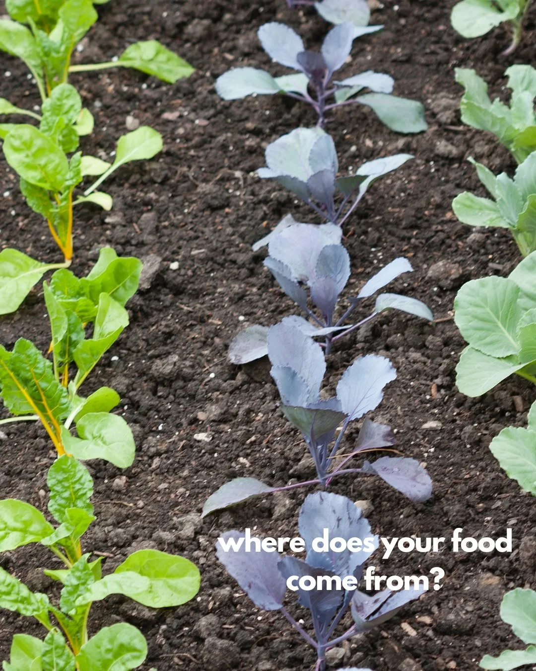 Most of us trace it back to the grocery store aisle, a package, or perhaps a local farm. 

But biologically speaking, your food comes from the soil&mdash;and the health of that soil determines the health of your inner garden.  Just like your gut, hea