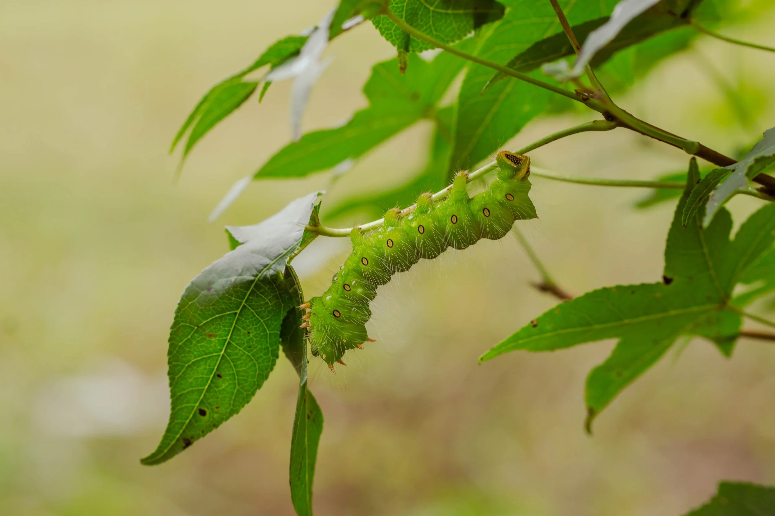 DSC07256.jpg
