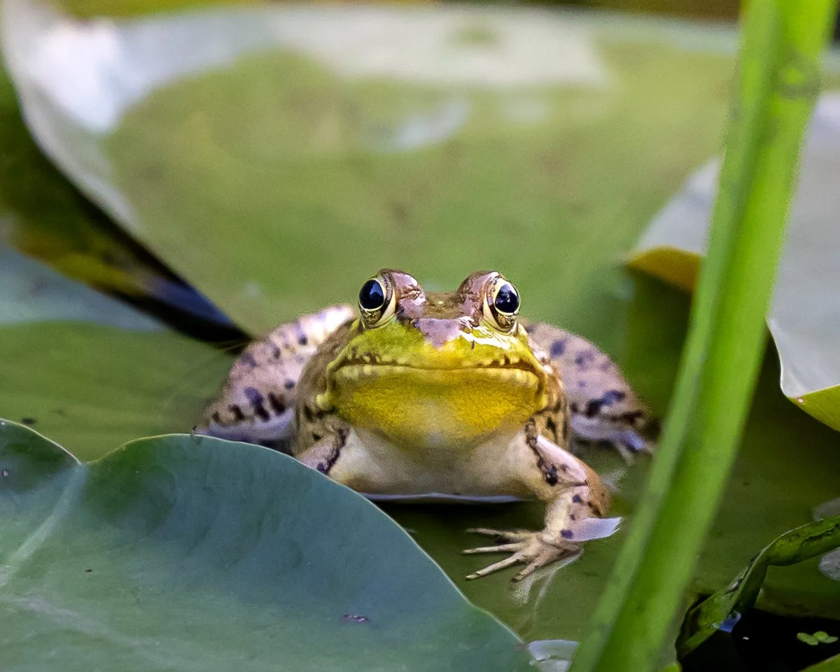 greenconvene-frog.jpg