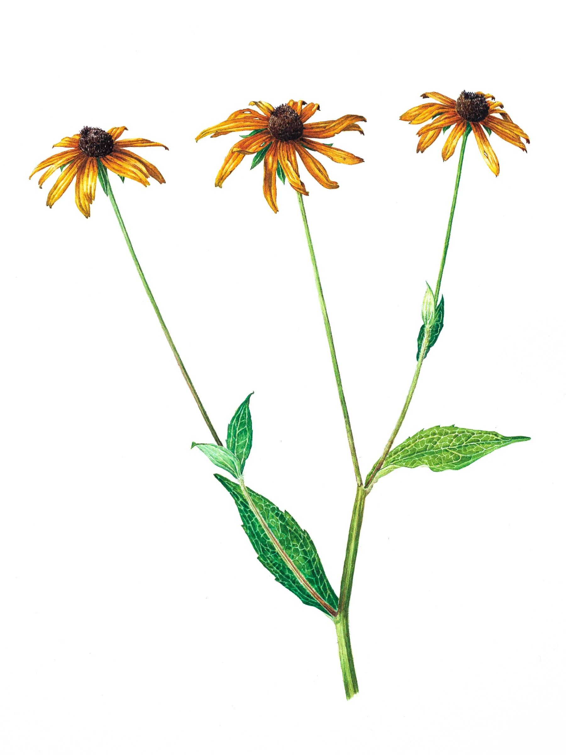 Rudbeckia in August (11 x 9" Watercolor) 