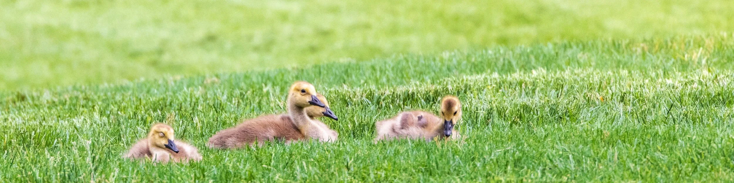 Spring Goals and Snap Peas