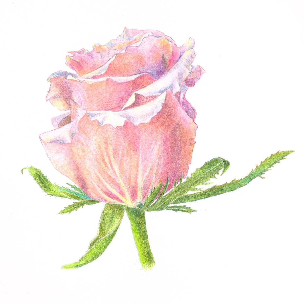 Valentine (8 x 9" colored pencil) 