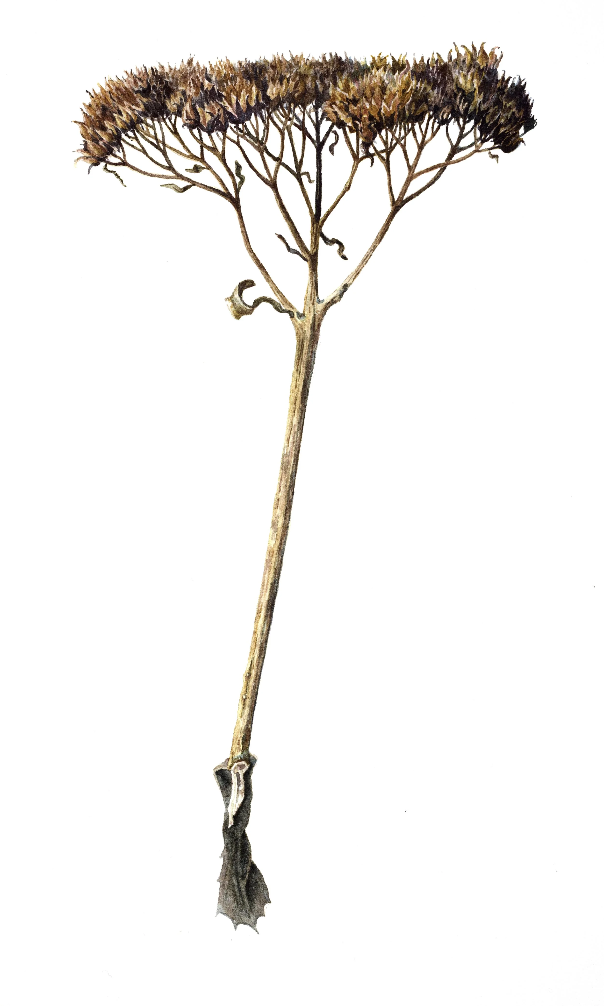 Upright Stonecrop in February (10 x 6" Watercolor) 