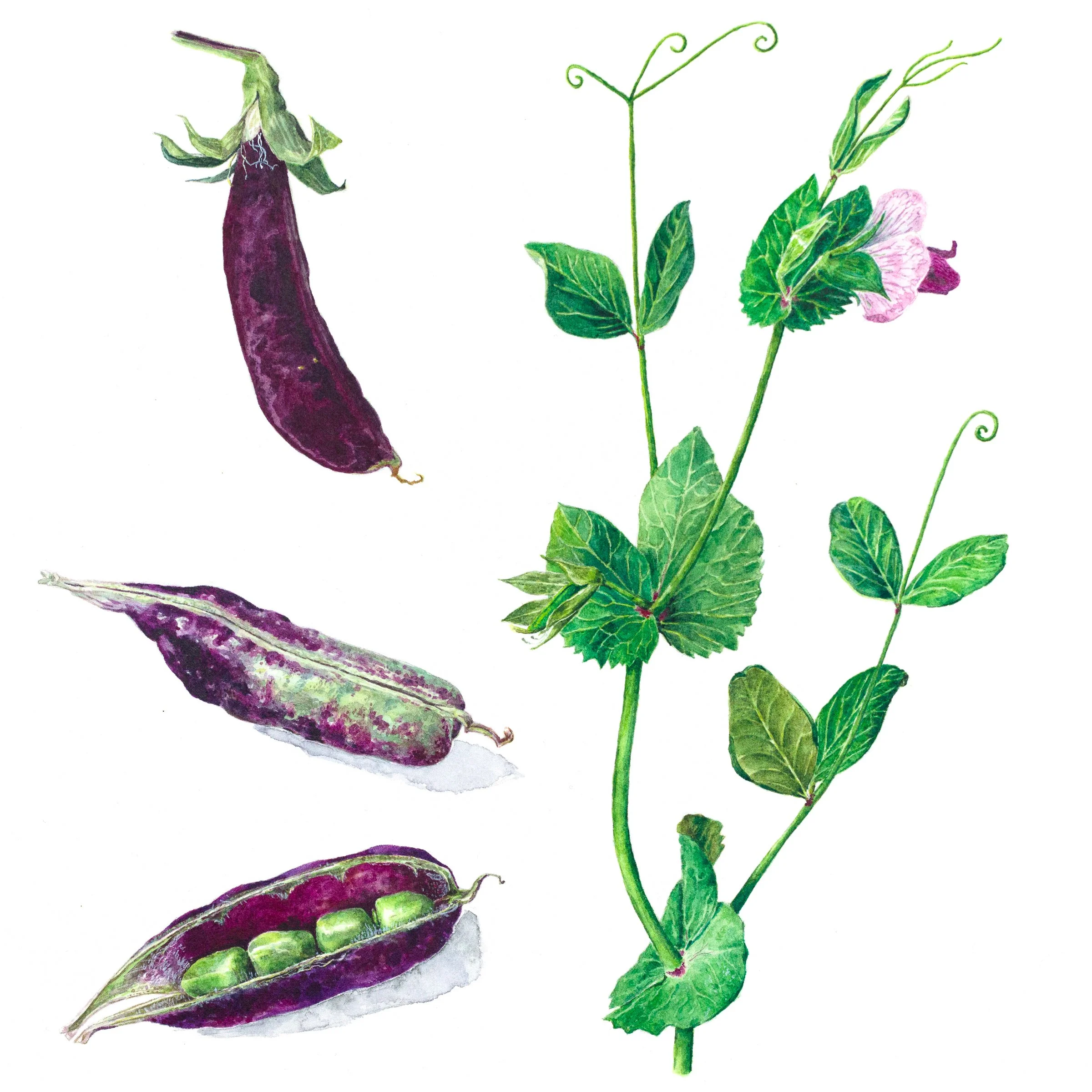 'Sugar Magnolia' Snap Pea in June (9 x 8" Watercolor) 