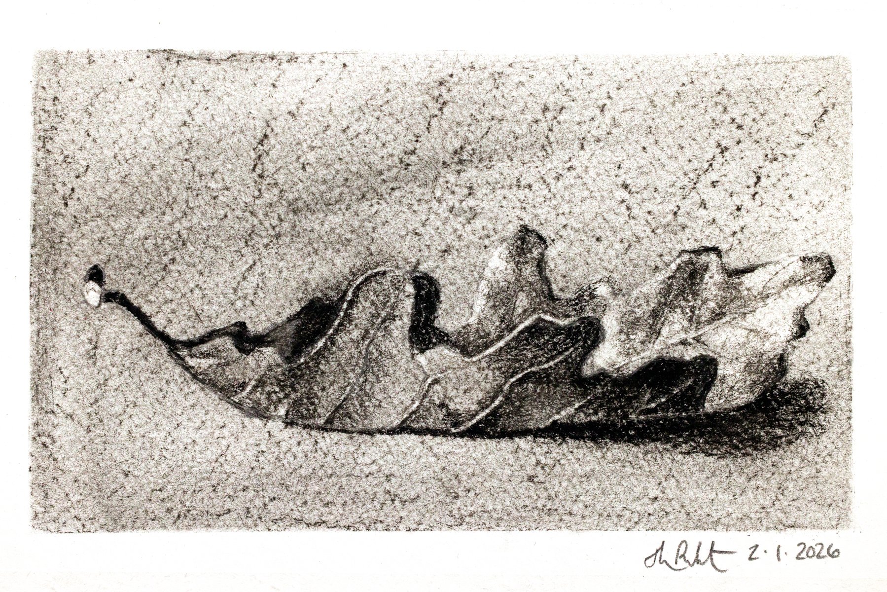 White oak (5 x 8" charcoal) 