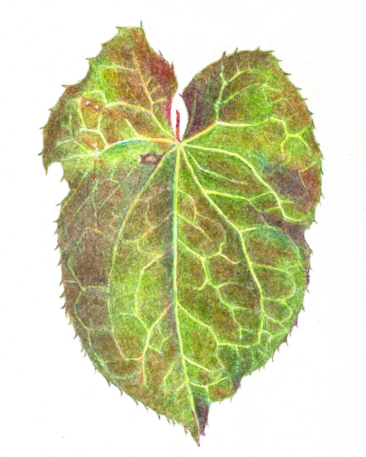 Barrenwort - Epimedium (6 x 5" colored pencil)