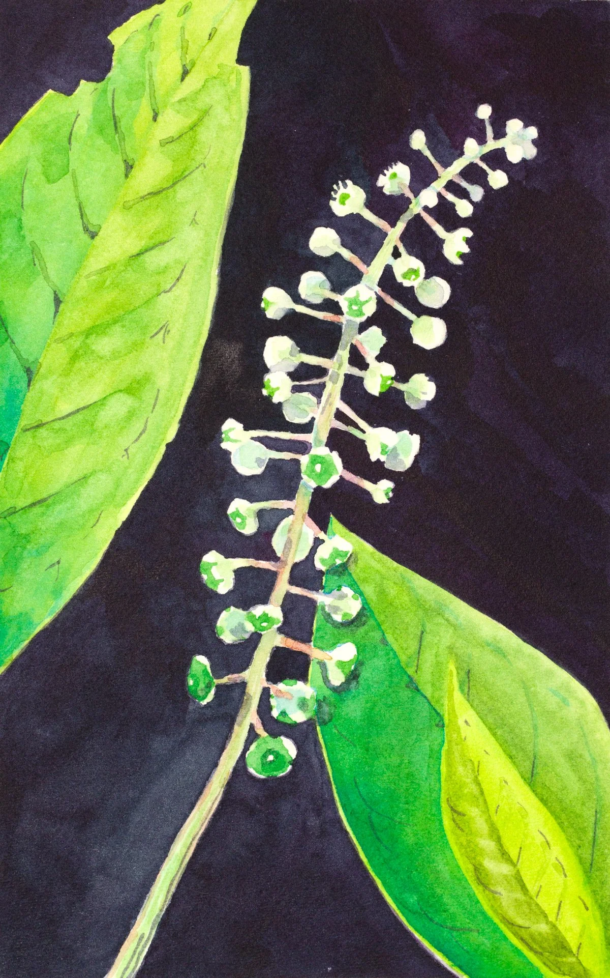 Pokeweed (6 x 4" watercolor) 