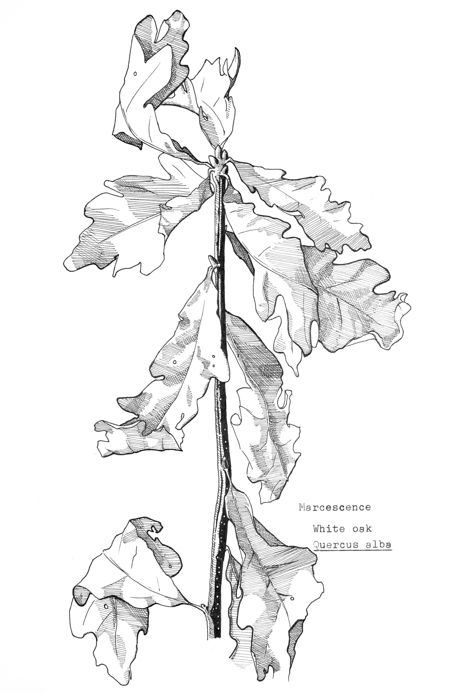 Marcescence of white oak (11 x 7" micron pen) 