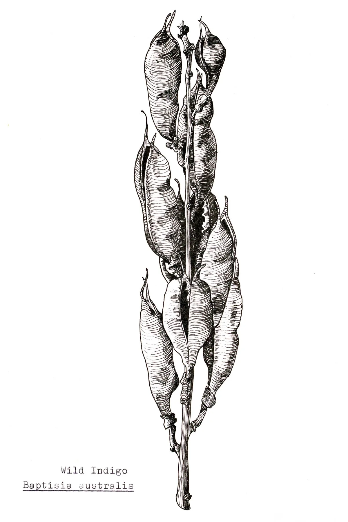 Wild indigo pods (9 x 5" micron pen) 