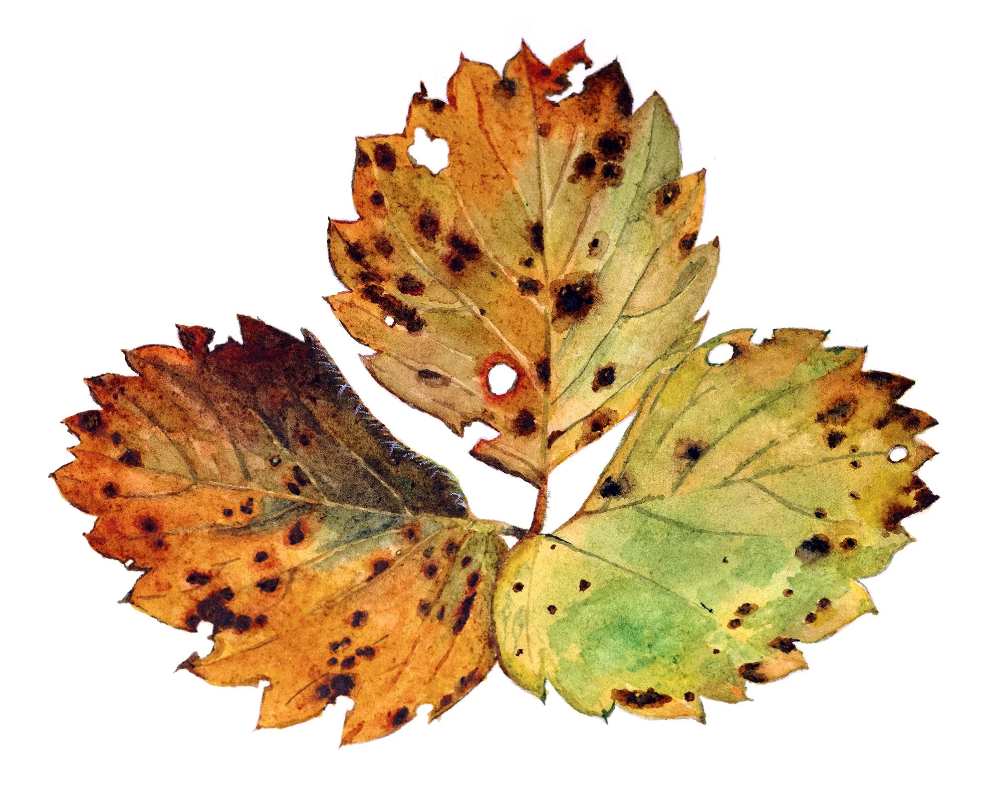 Strawberries in November (5 x 4" Watercolor)