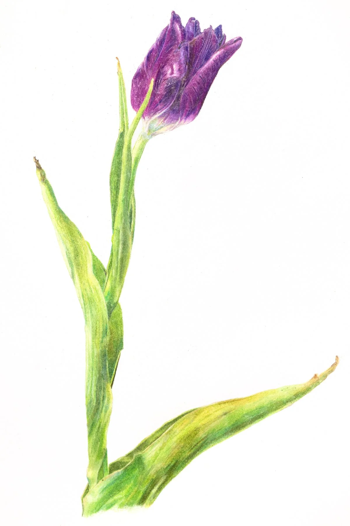 Tulip (13 x 8" colored pencil) 