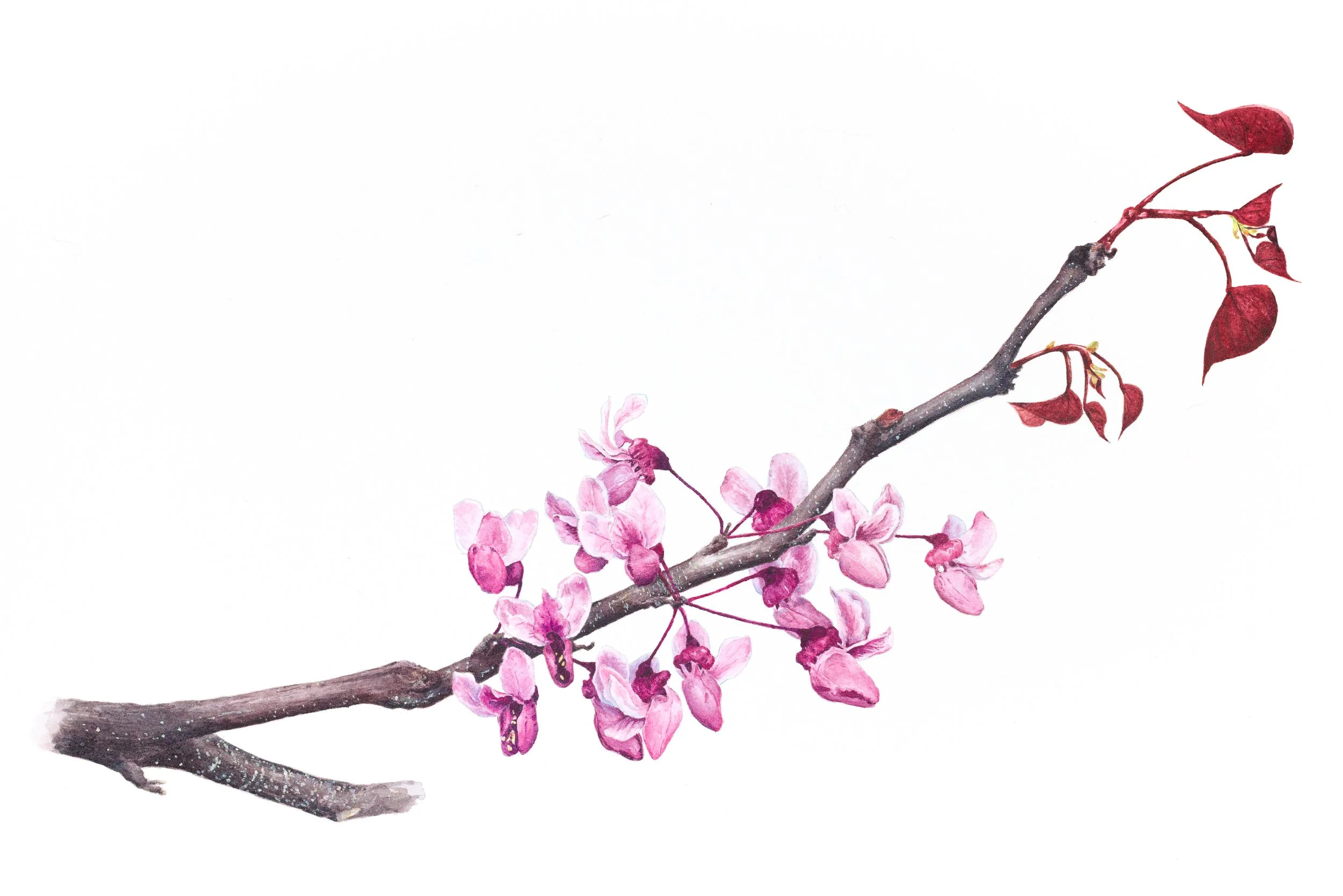 Redbud in April (8 x 14" Watercolor and gouache) 