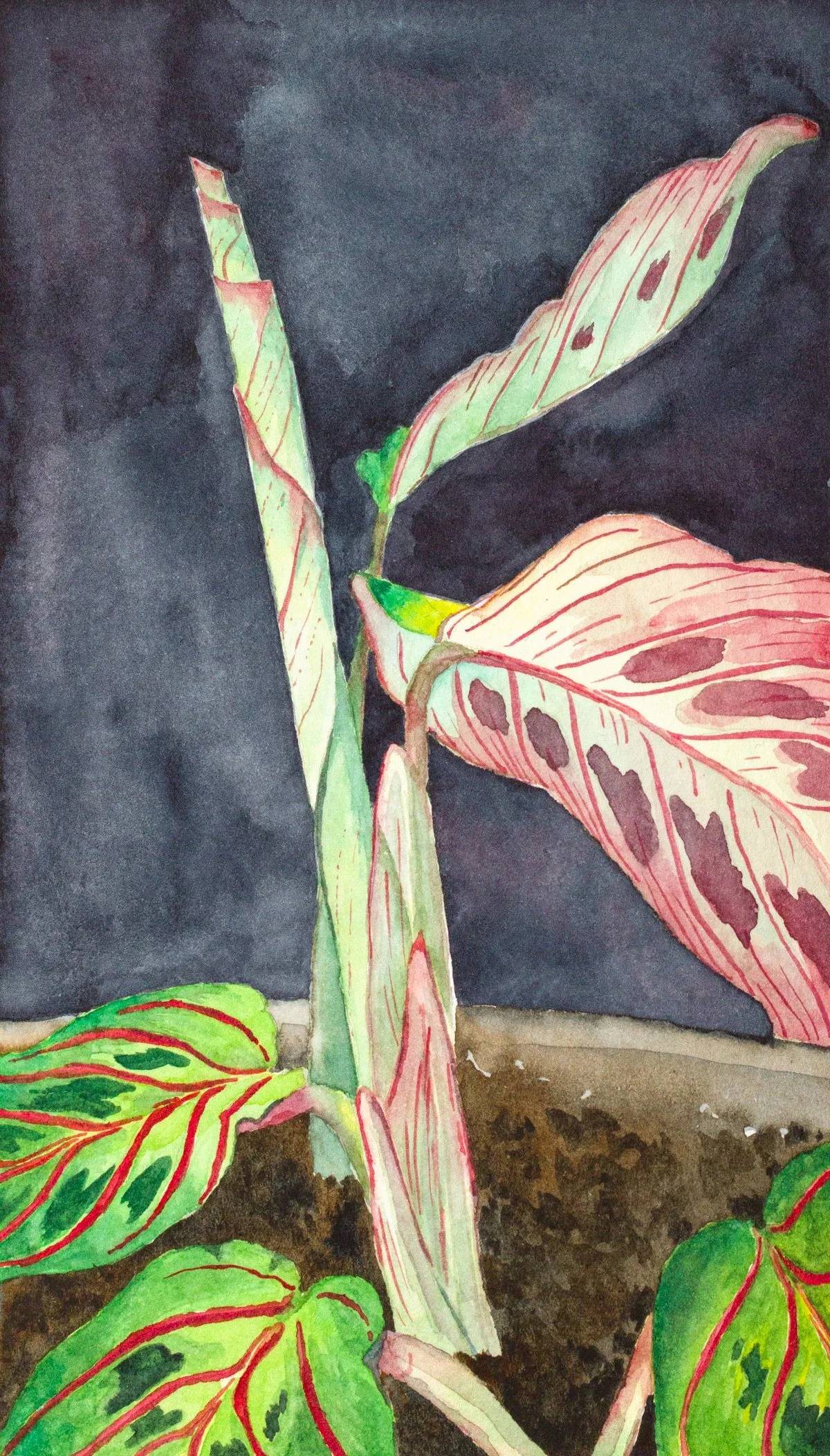 Prayer Plant - Maranta (7 x 4" watercolor) 