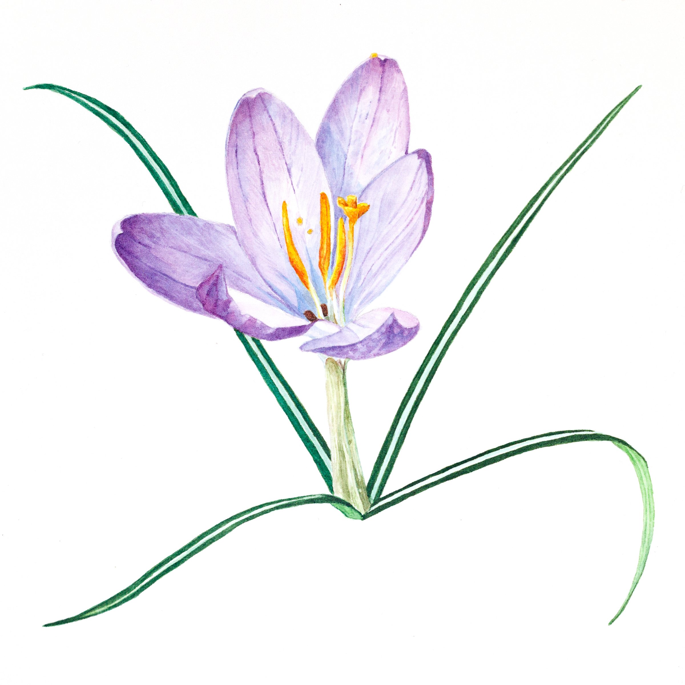 Crocus in March (6.5 x 6.5" Watercolor) 