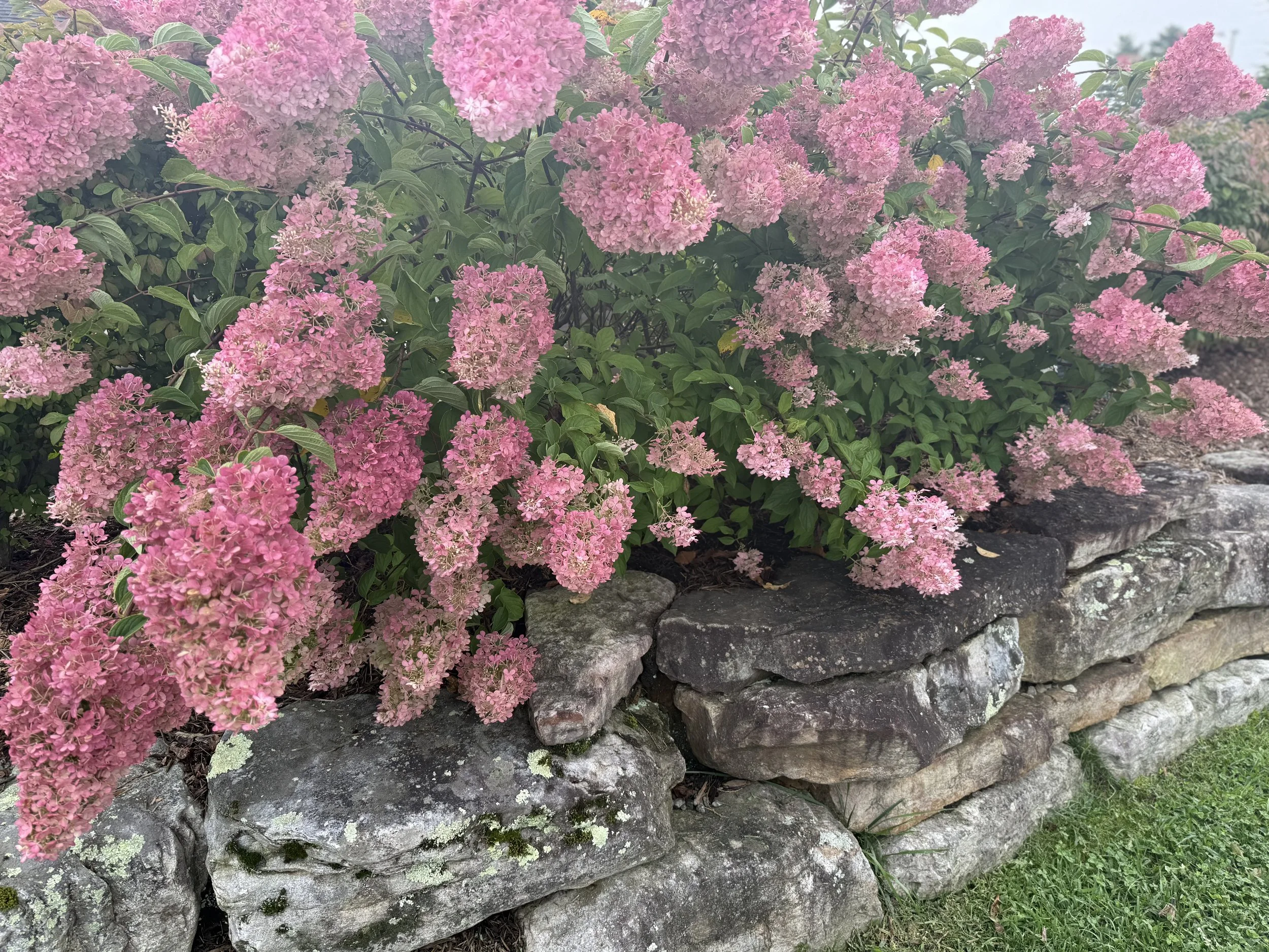 IMG_2221.jpeg