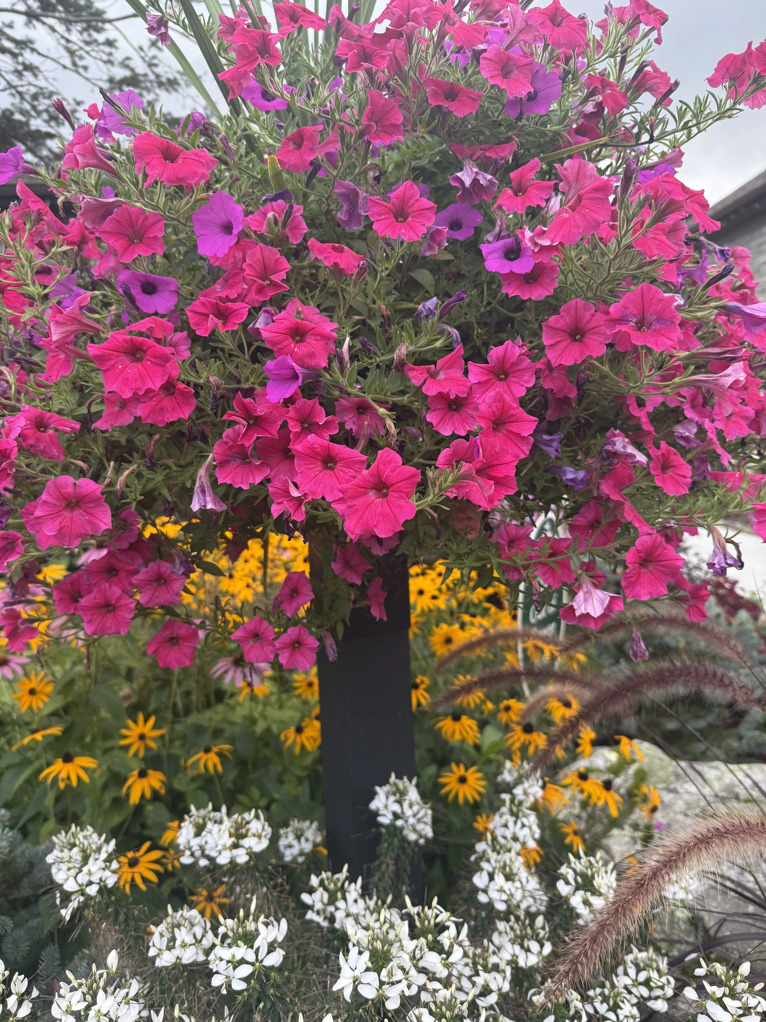IMG_1682.jpeg