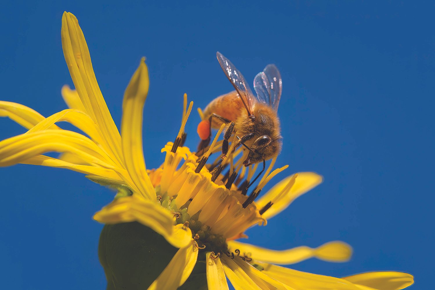 Register for Garden Walk 2026