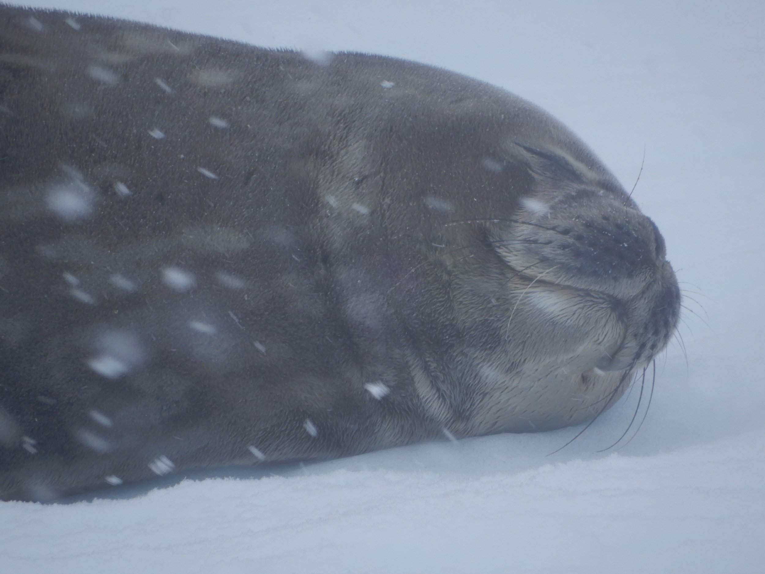©2021 Pablo Esteban ( Seal and Dreams)