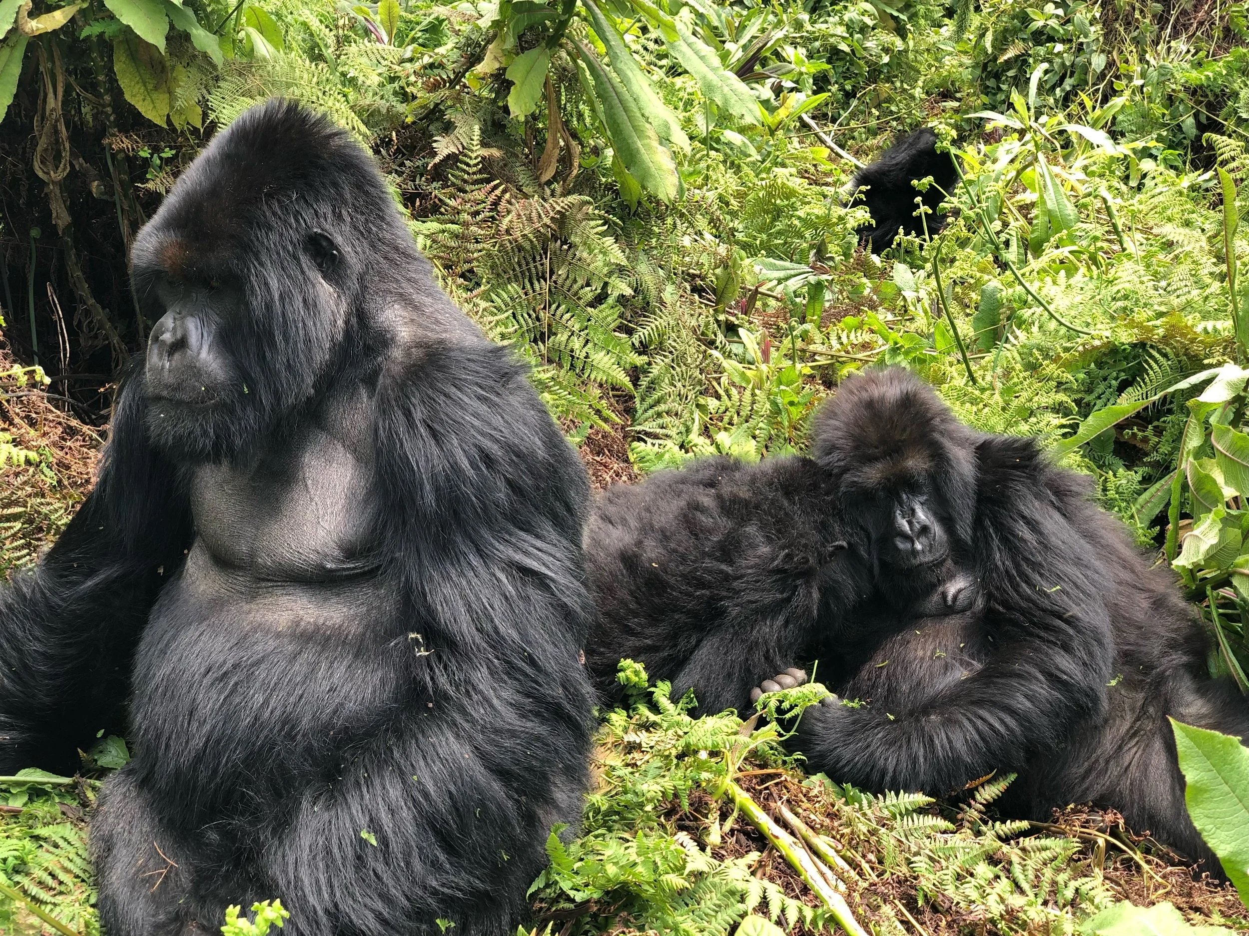© 2019 Pablo Esteban ( Gentle Giants, at Home)
