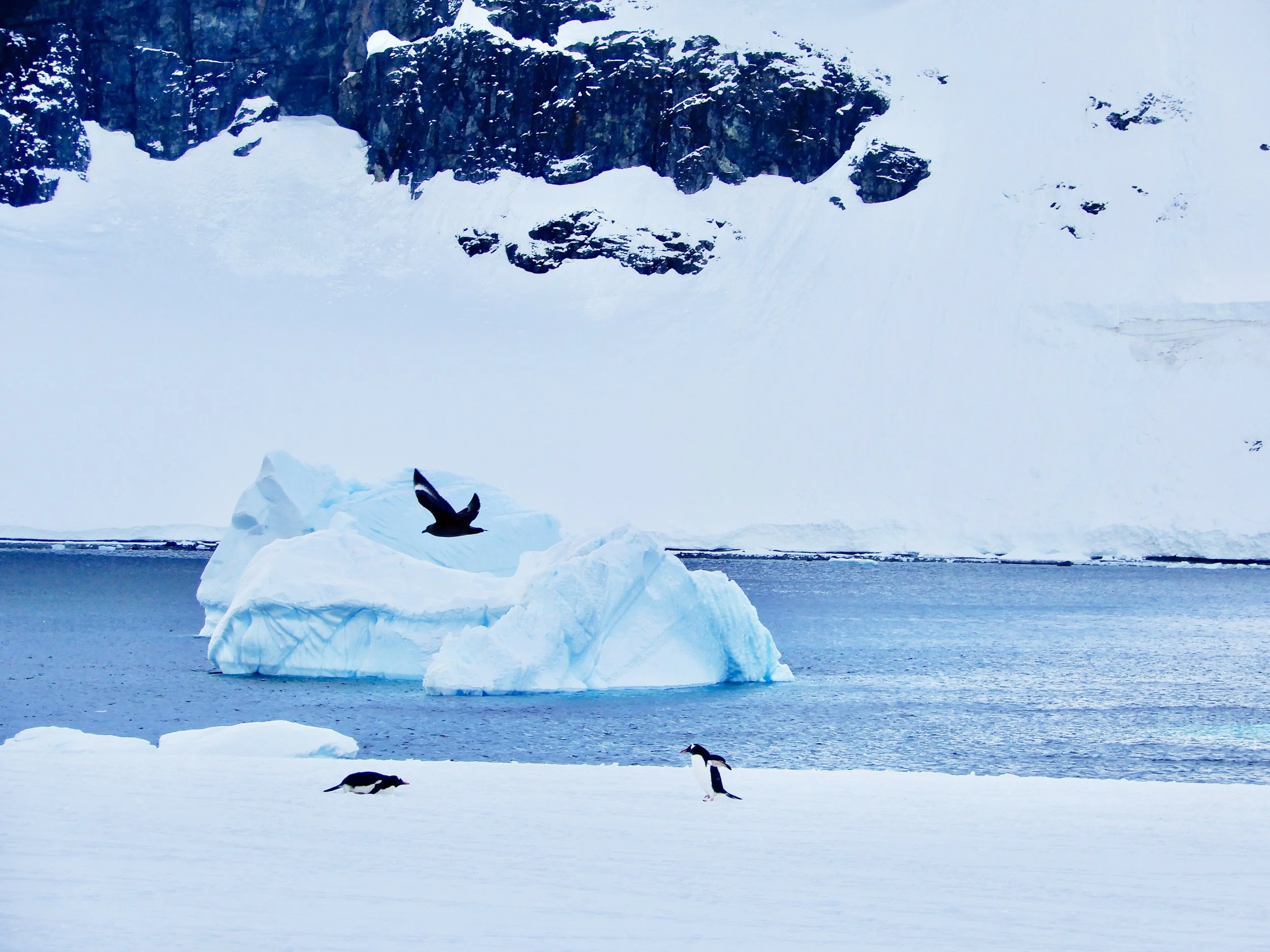 © 2021 Pablo Esteban ( Arctic trio: Penguins and Lone Bird)