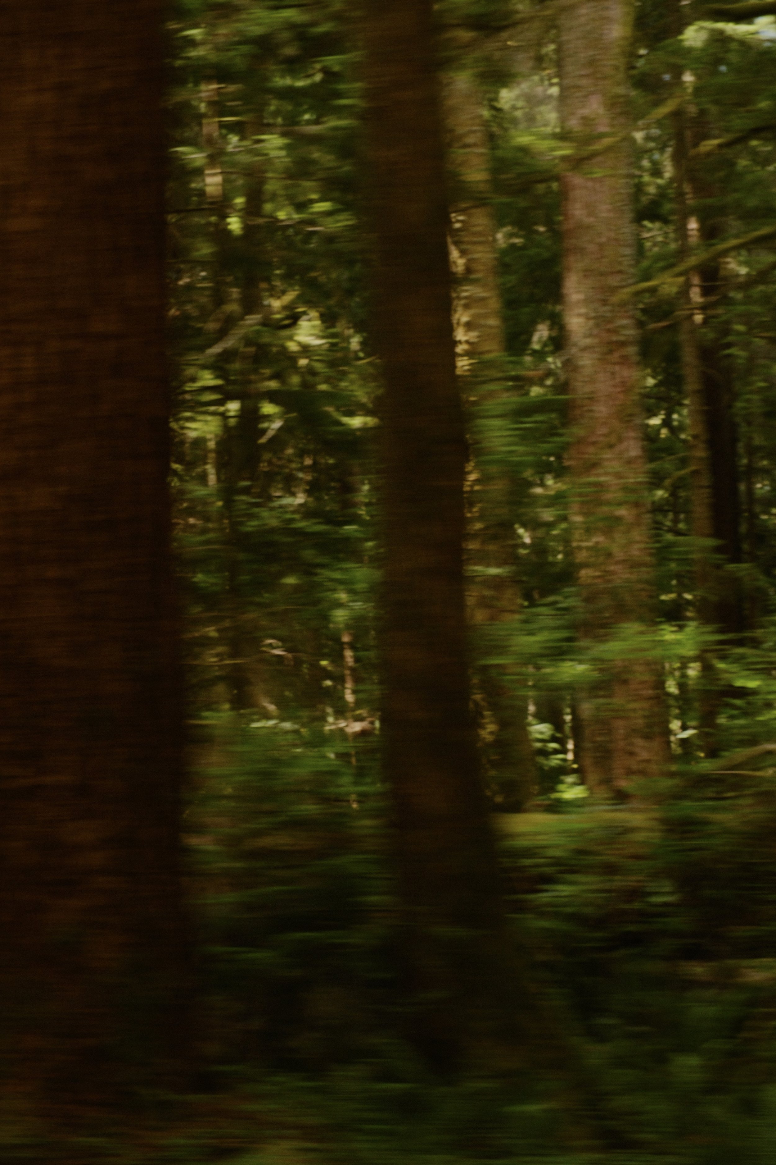 Blurred image of dense forest with tall trees and green foliage.