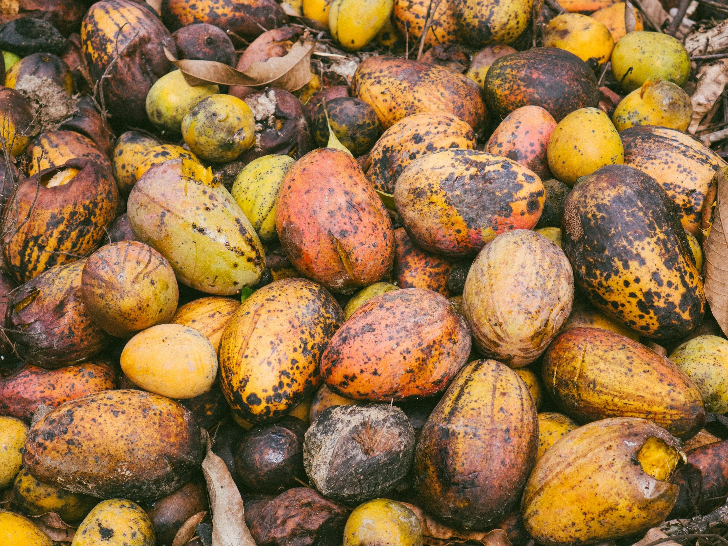 A pile of fallen, ripe pecans showing their mottled brown, black, yellow, and reddish skin, among dry leaves.
