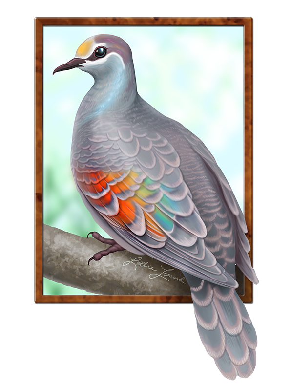 2026 Birbfest - 1 Bronzewing Pigeon copy.png