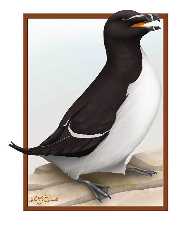 2026 Birbfest - 3 Razorbill copy.png