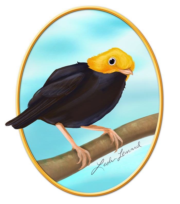2026 Birbfest - 4 Golden-headed Manakin copy.png
