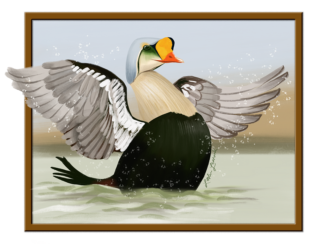2026 Birbfest - 5 King Eider copy.png